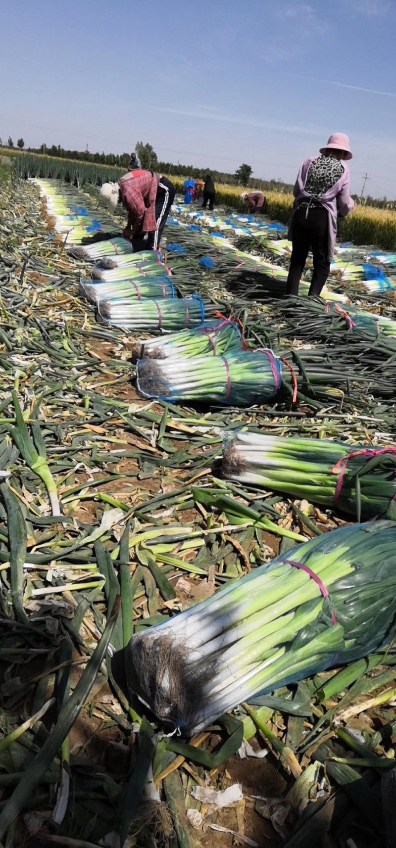 基地一手货源新地膜嫩葱大量上市