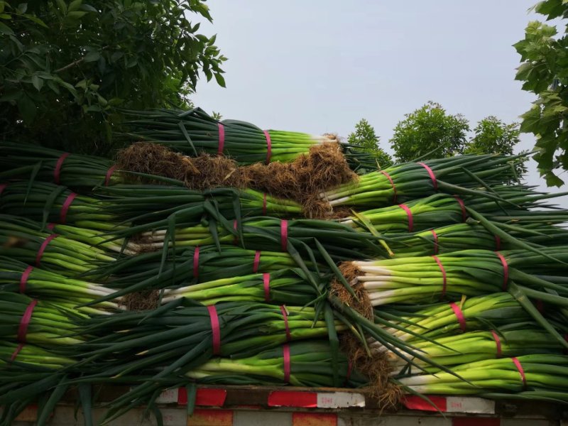 基地一手货源新地膜嫩葱大量上市