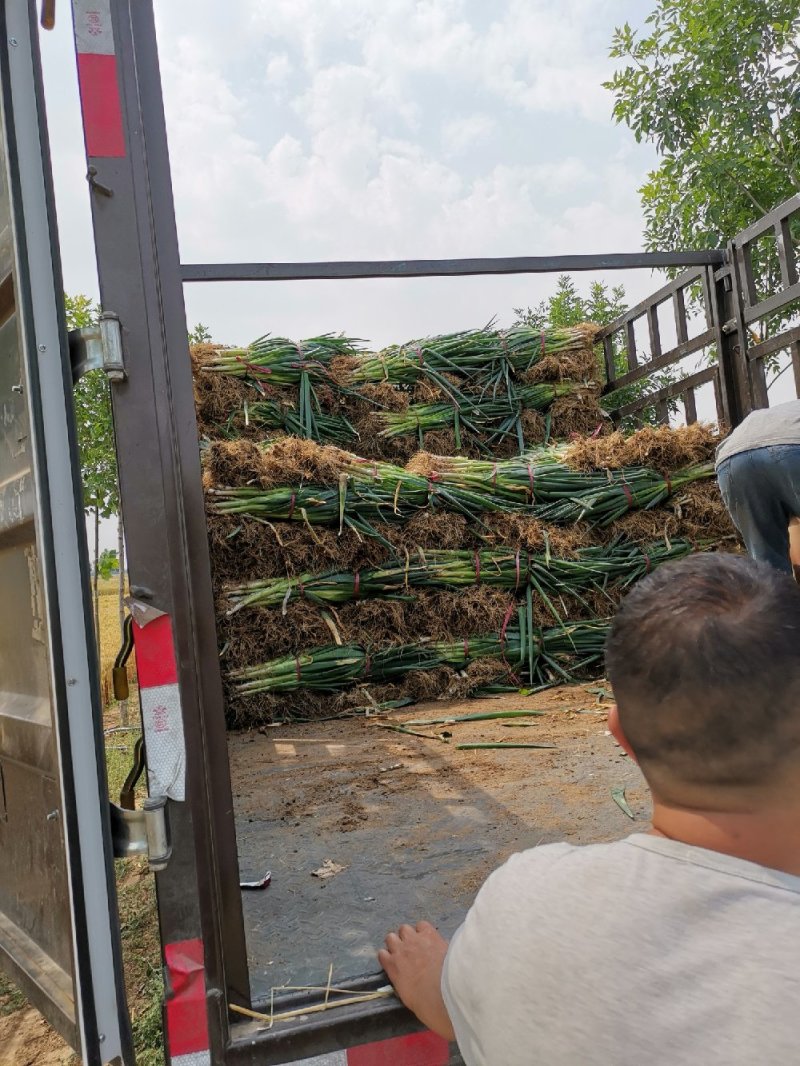 基地一手货源新地膜嫩葱大量上市