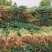 基地一手货源新地膜嫩葱大量上市