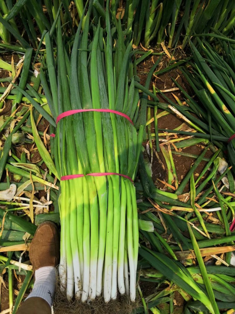 基地一手货源新地膜嫩葱大量上市