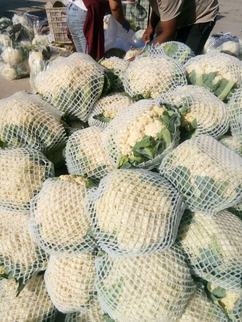 山西新鲜有机花菜松花散花乳白80小米粒