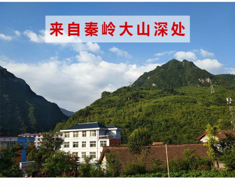 清凉特惠鱼腥草干新鲜鱼腥草茶折耳根秦岭鱼星草泡水2斤包邮