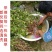 清凉特惠鱼腥草干新鲜鱼腥草茶折耳根秦岭鱼星草泡水2斤包邮