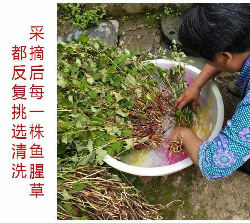 清凉特惠鱼腥草干新鲜鱼腥草茶折耳根秦岭鱼星草泡水2斤包邮