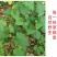 清凉特惠鱼腥草干新鲜鱼腥草茶折耳根秦岭鱼星草泡水2斤包邮
