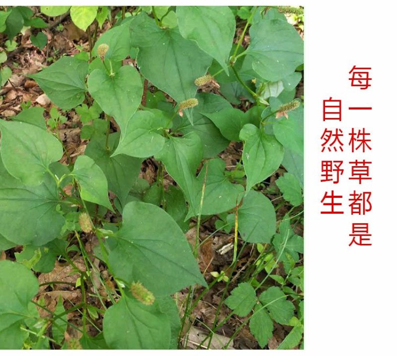 清凉特惠鱼腥草干新鲜鱼腥草茶折耳根秦岭鱼星草泡水2斤包邮