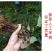 清凉特惠鱼腥草干新鲜鱼腥草茶折耳根秦岭鱼星草泡水2斤包邮