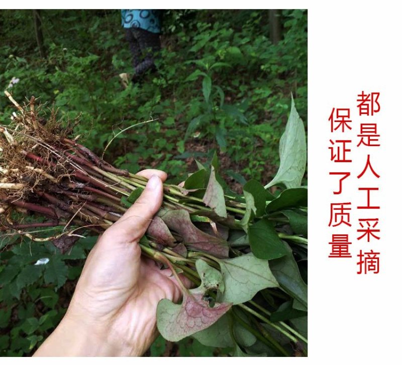 清凉特惠鱼腥草干新鲜鱼腥草茶折耳根秦岭鱼星草泡水2斤包邮