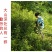 清凉特惠鱼腥草干新鲜鱼腥草茶折耳根秦岭鱼星草泡水2斤包邮