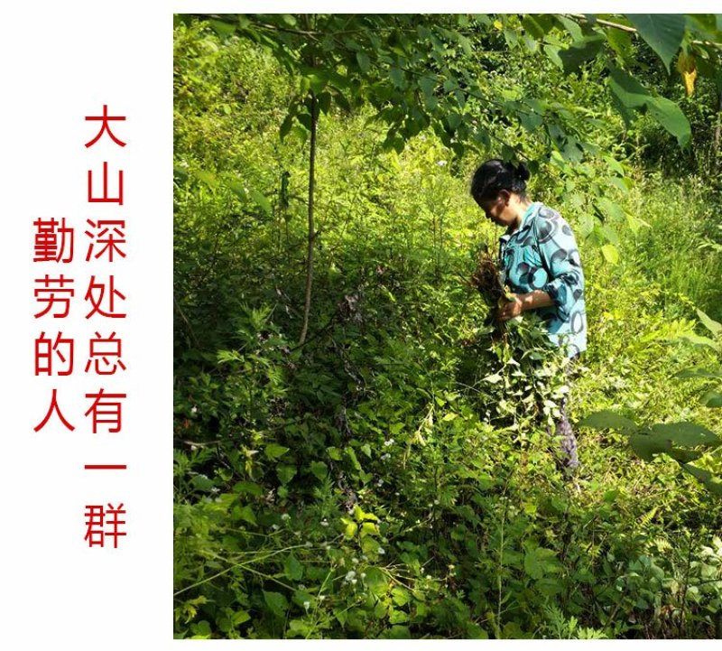 清凉特惠鱼腥草干新鲜鱼腥草茶折耳根秦岭鱼星草泡水2斤包邮