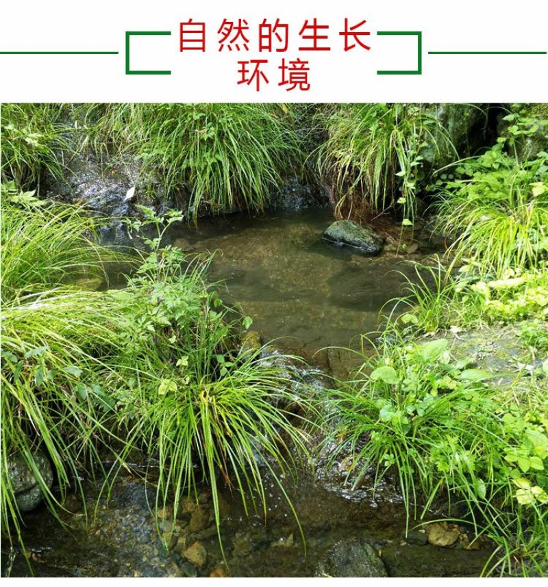 清凉特惠鱼腥草干新鲜鱼腥草茶折耳根秦岭鱼星草泡水2斤包邮