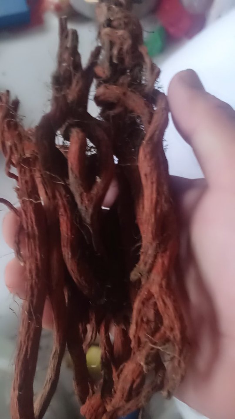 沂蒙山区优质自然丹参大条，小条统货，产地直发