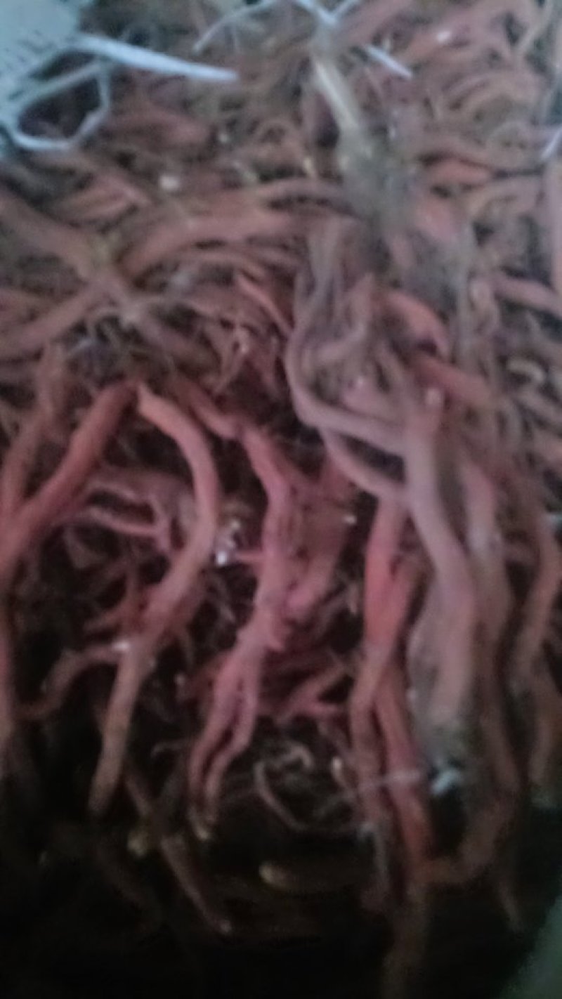 沂蒙山区优质自然丹参大条，小条统货，产地直发