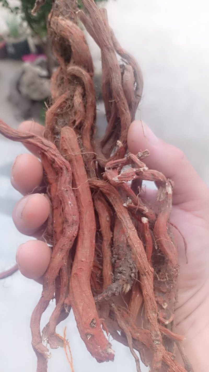 沂蒙山区优质自然丹参大条，小条统货，产地直发