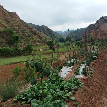 山地红土地汉地