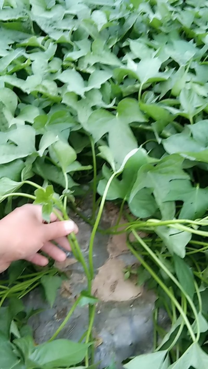 商薯19红薯苗大田苗，大田苗，上市中
