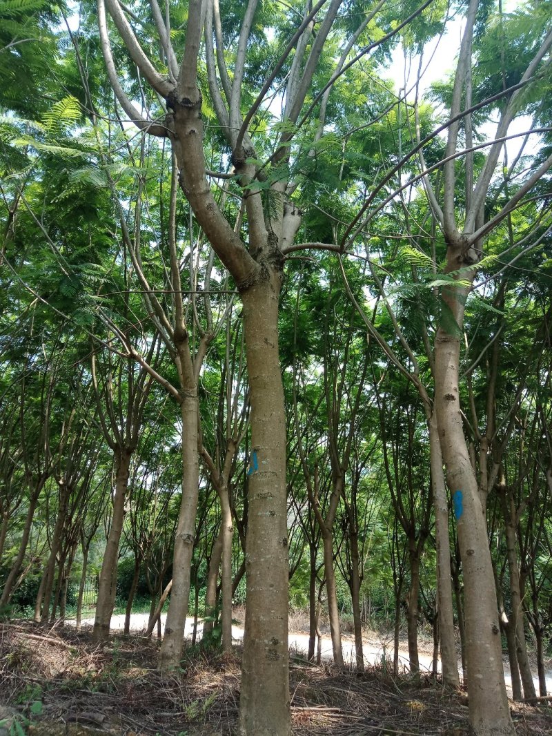 大量蓝花楹8----23的出售