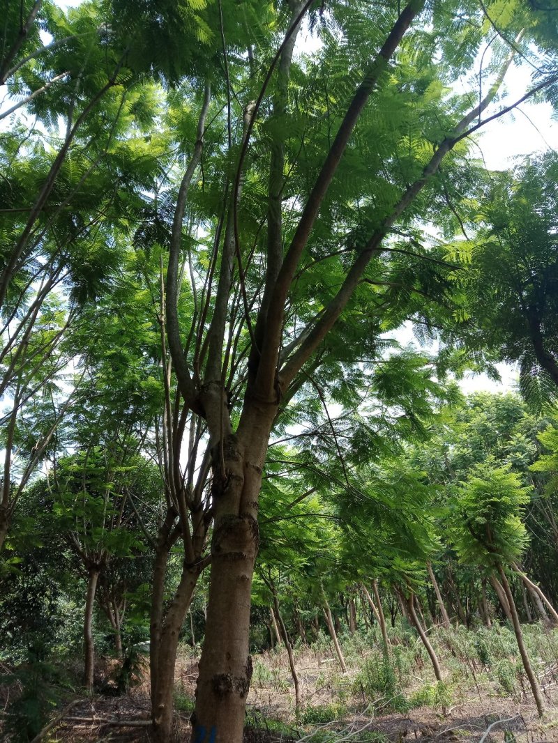 大量蓝花楹8----23的出售