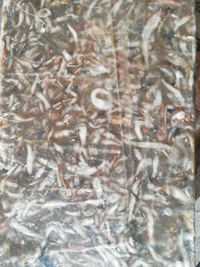 饲料鱼