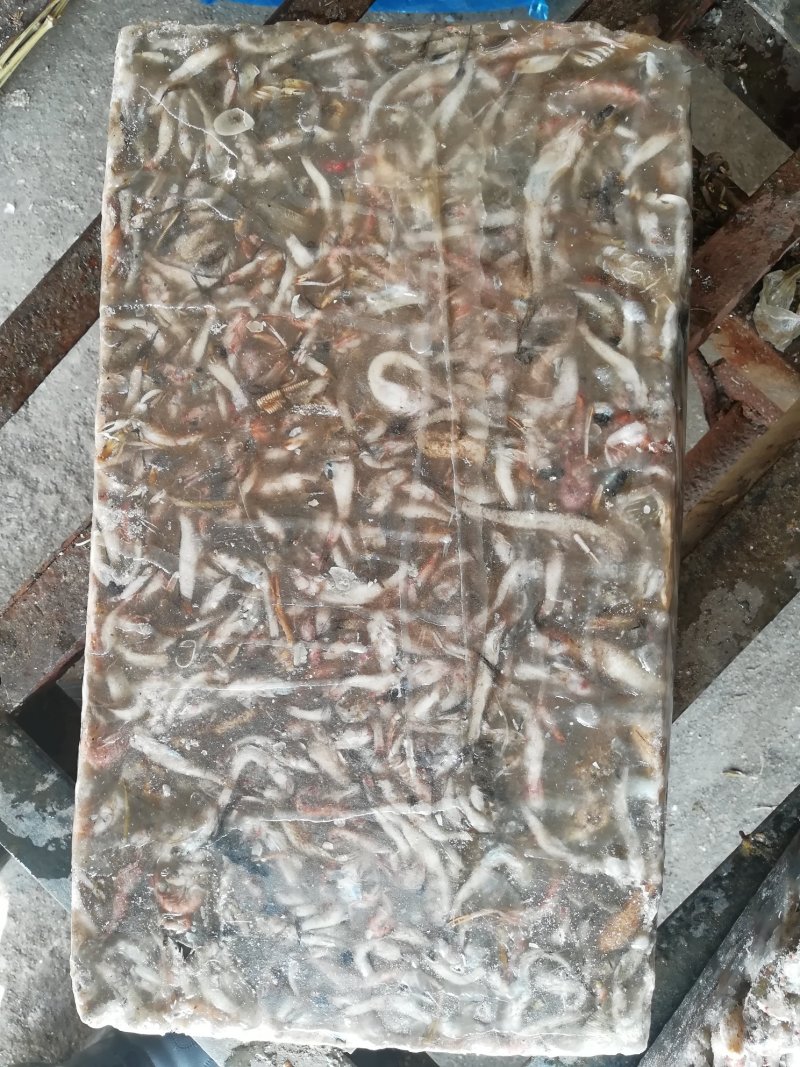 饲料鱼