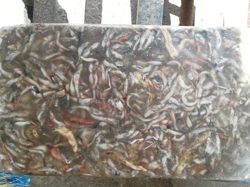饲料鱼