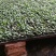 有机花菜苗，露地越冬菜花苗80天-108天菜花苗