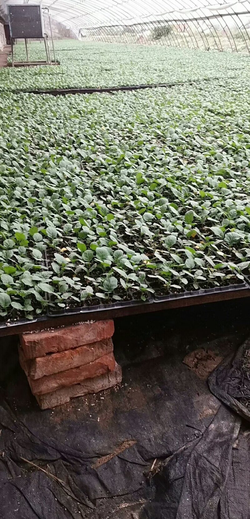 有机花菜苗，露地越冬菜花苗80天-108天菜花苗