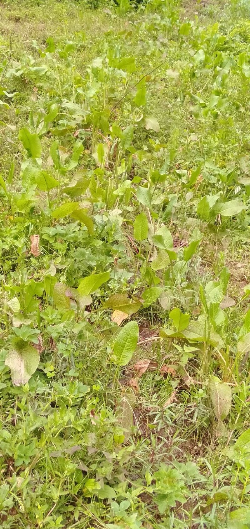 土大黄