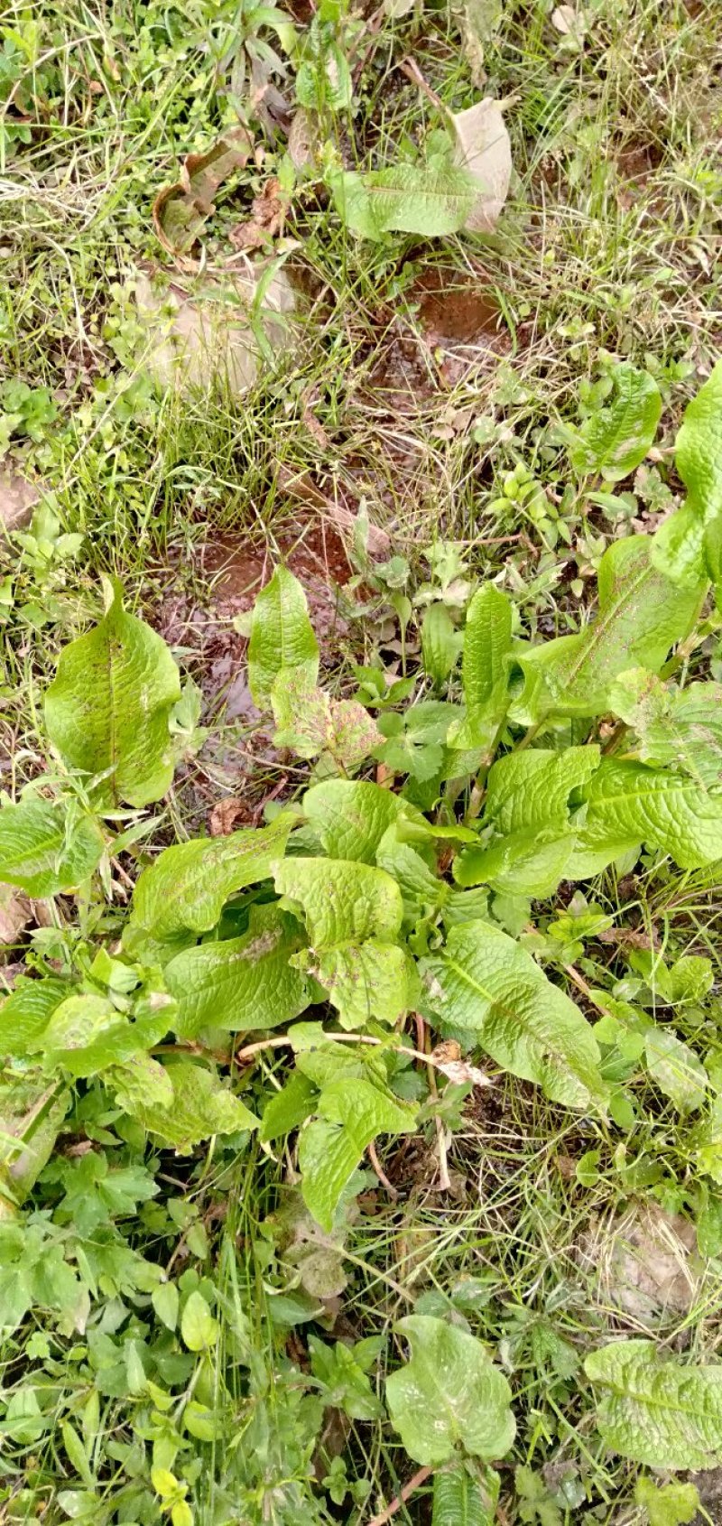 土大黄