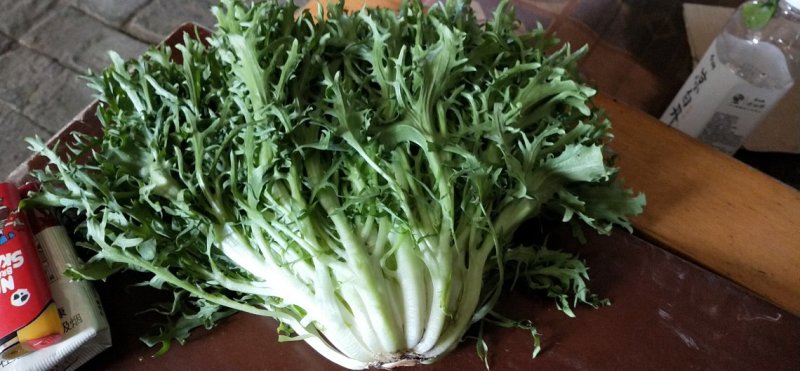 苦菊