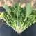 苦菊