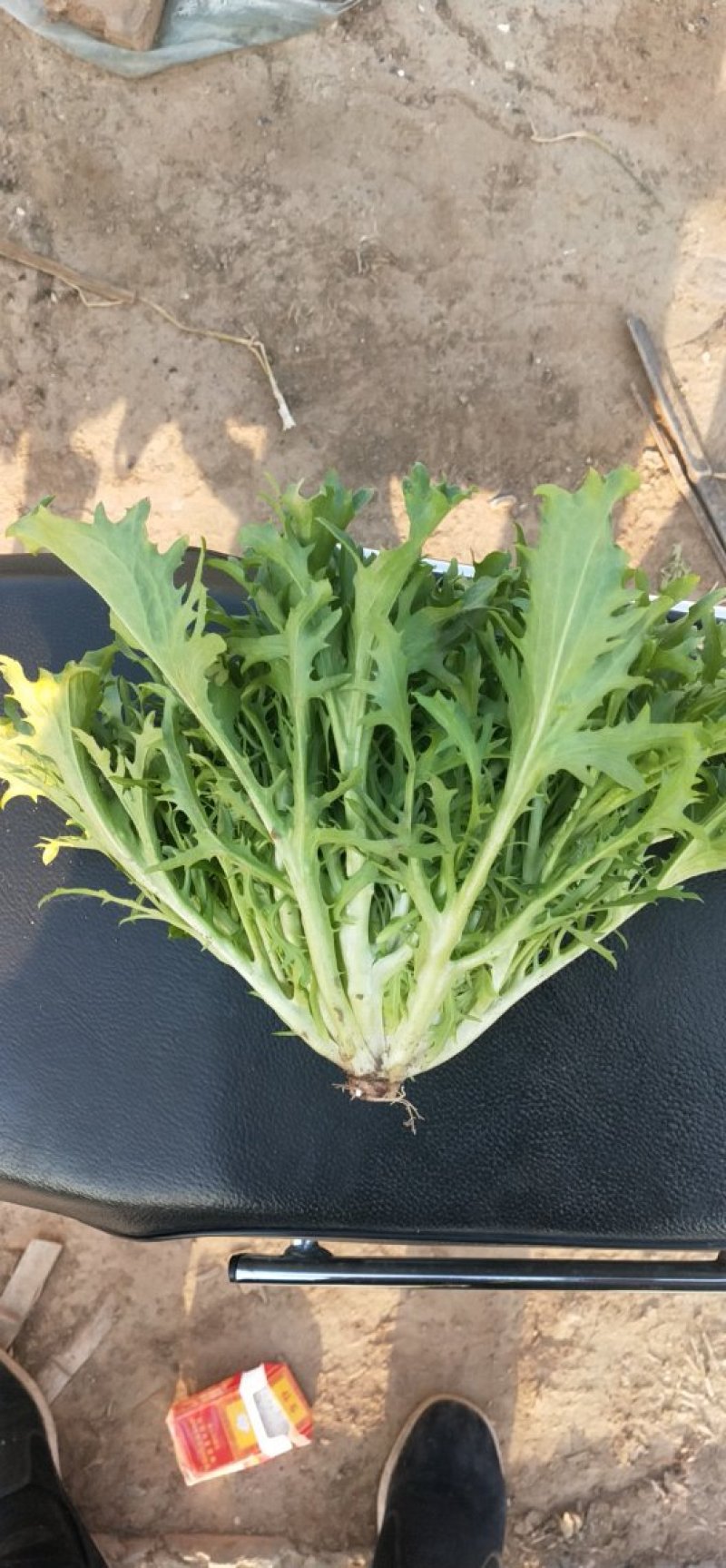 苦菊