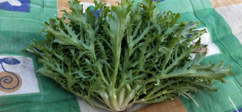 苦菊