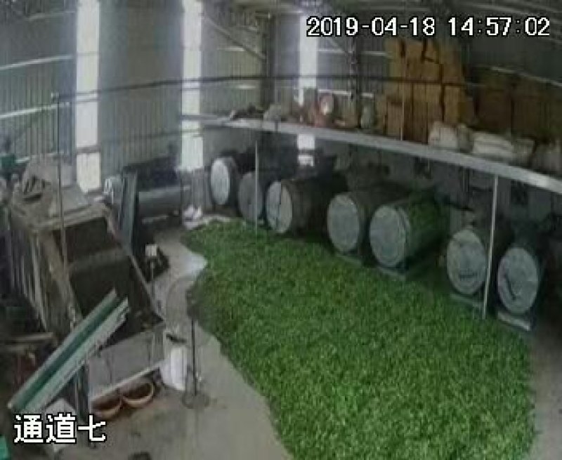 岩茶