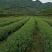 岩茶