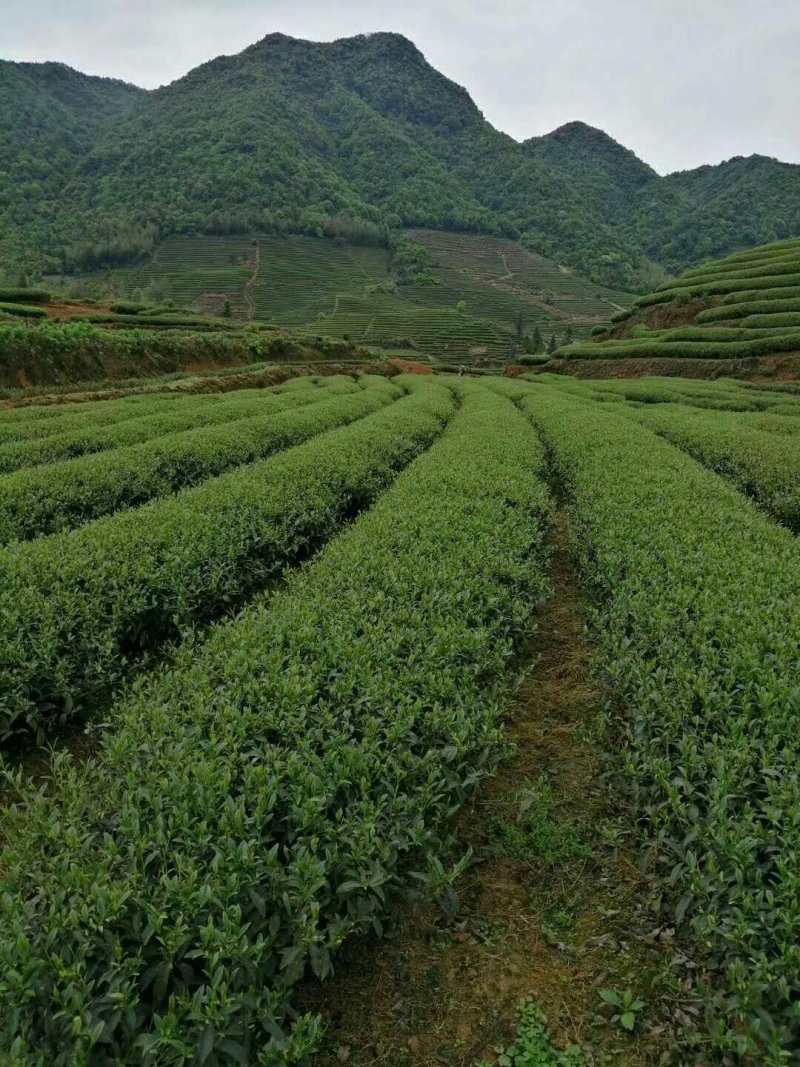 岩茶