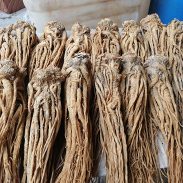 当归特大条，有要的联系我。
