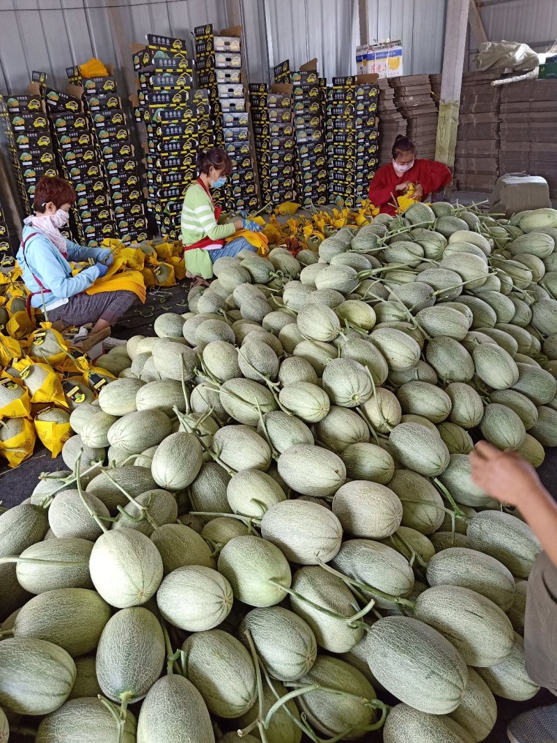 耀珑小蜜25哈蜜瓜，种植面积大，诚信代办，，