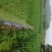 浙茭7号双季茭白种苗，浙江金华直发