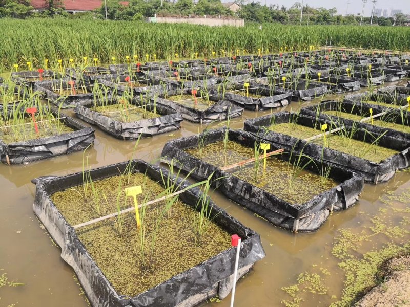 浙茭7号双季茭白种苗，浙江金华直发