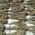 当归精品/////////