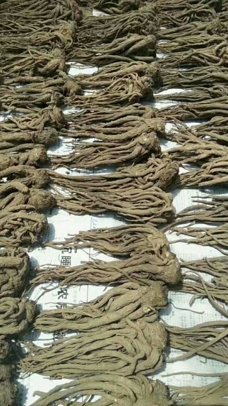 当归精品/////////