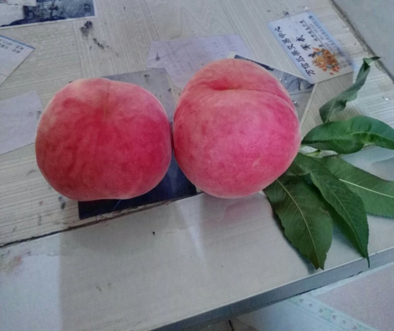 陕西精品620，美脆毛桃大量上市，陕西毛桃，质量保证