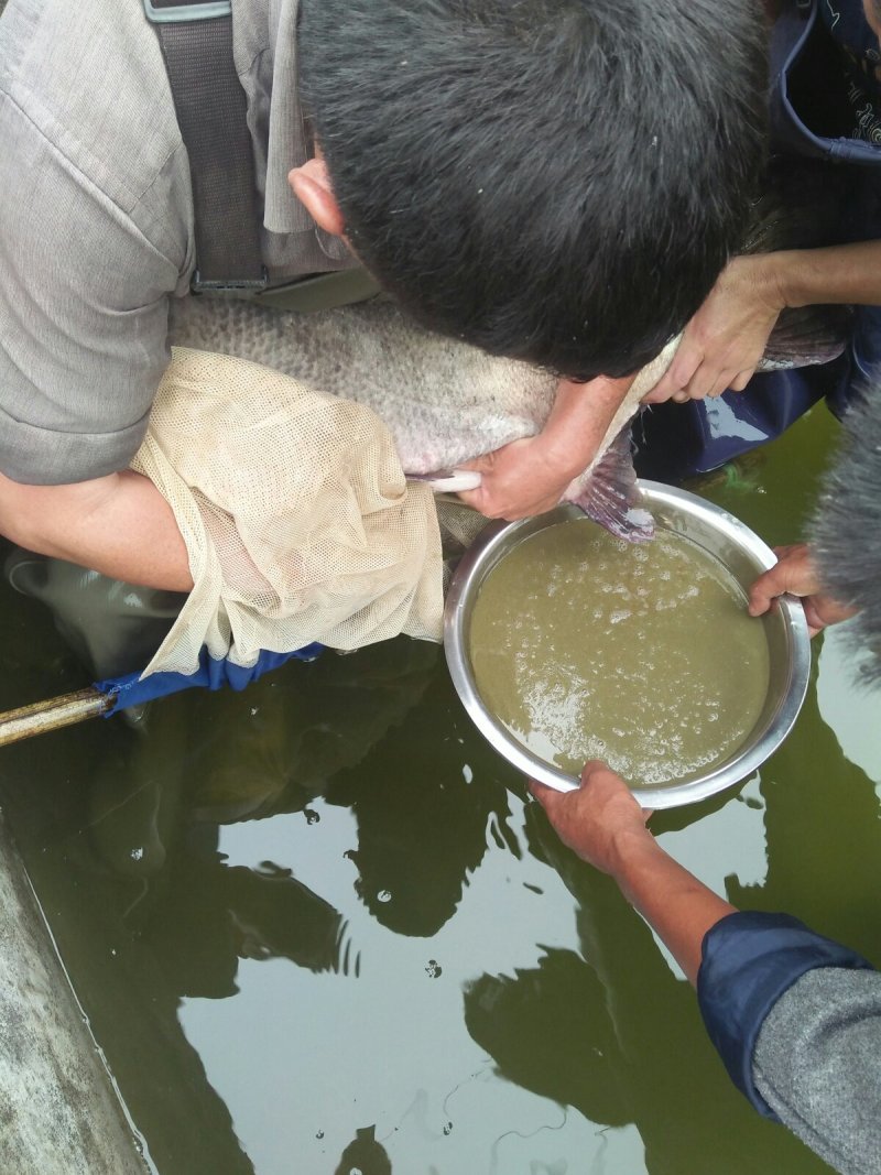 【热销】基地直发花鲢苗大头鱼苗水花夏花寸片量大优惠！