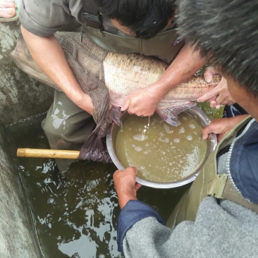【热销】基地直发花鲢苗大头鱼苗水花夏花寸片量大优惠！