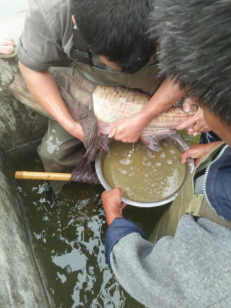 【热销】基地直发花鲢苗大头鱼苗水花夏花寸片量大优惠！