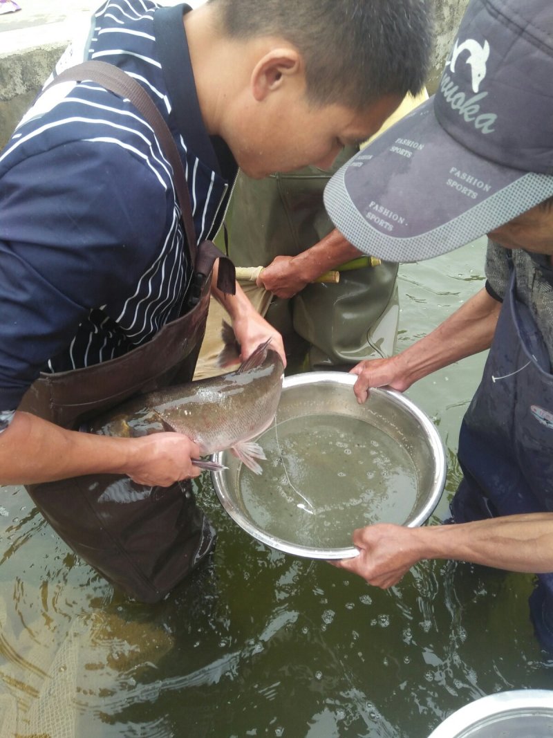 【热销】基地直发花鲢苗大头鱼苗水花夏花寸片量大优惠！