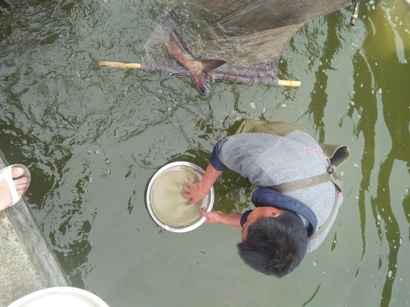 【热销】基地直发花鲢苗大头鱼苗水花夏花寸片量大优惠！