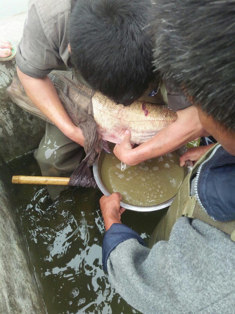 【热销】基地直发花鲢苗大头鱼苗水花夏花寸片量大优惠！